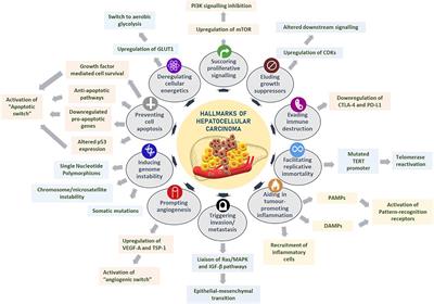 Dynamics of m6A RNA Methylome on the Hallmarks of Hepatocellular Carcinoma